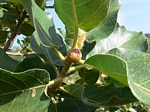 Ficus cordata PV2478 Ghazi GPS163 Kenya 2012_PV0197.jpg